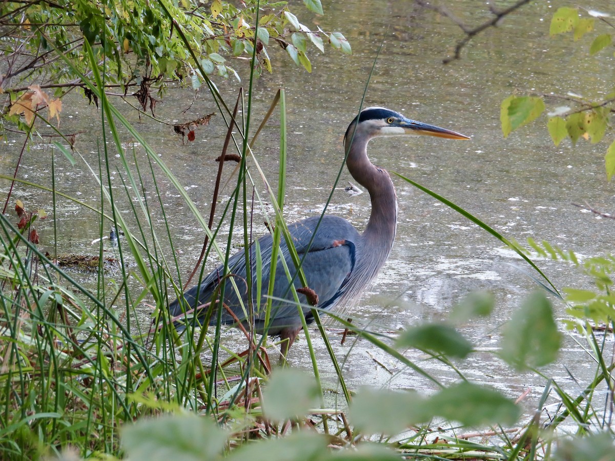 Great Blue Heron - ML642156677