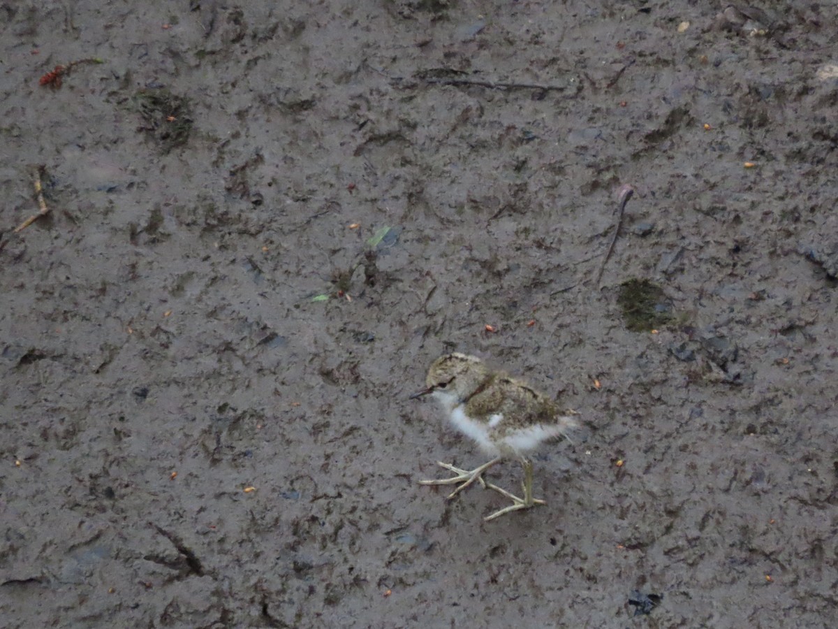 Common Sandpiper - ML642156679