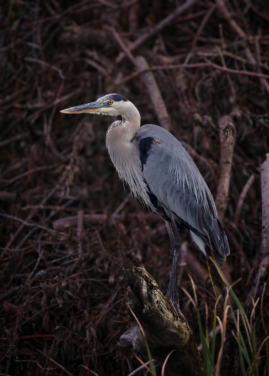 Great Blue Heron - ML642156681