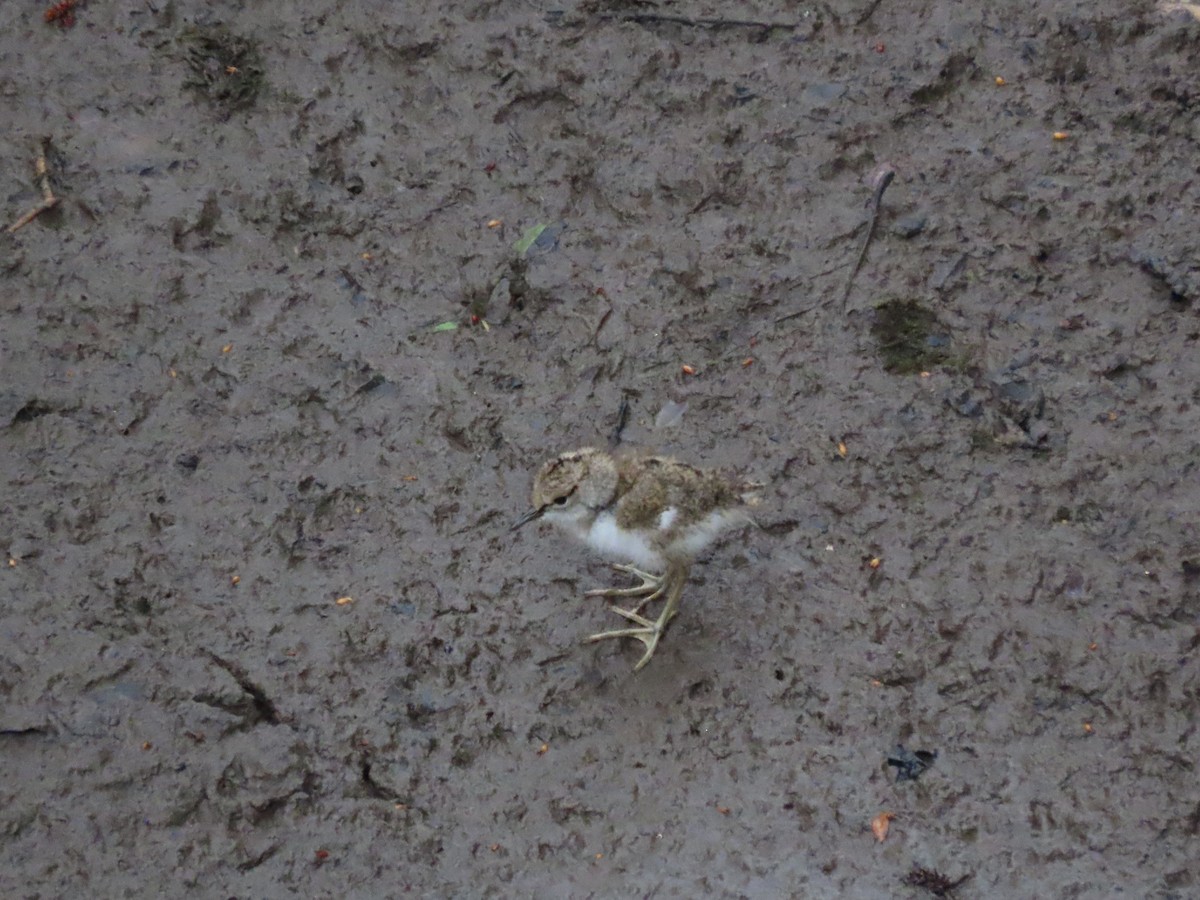 Common Sandpiper - ML642156689