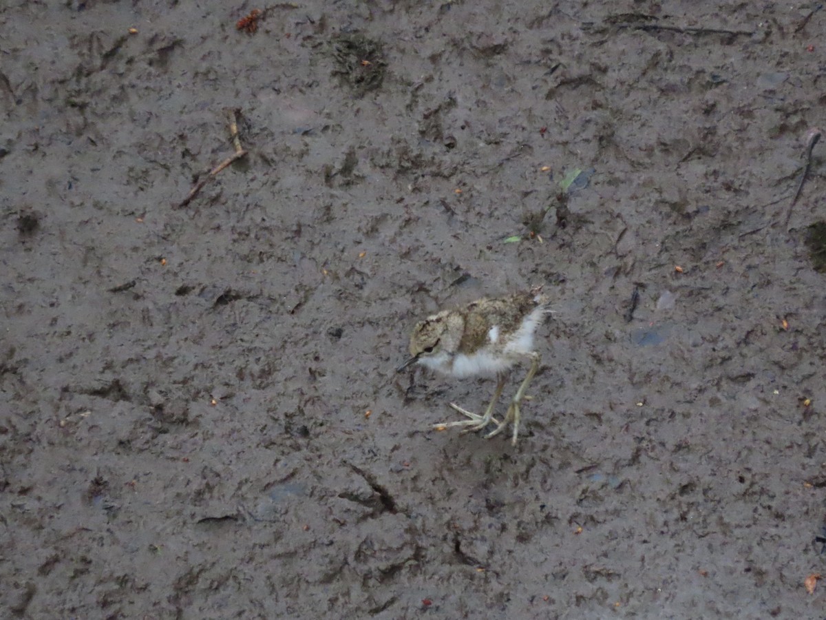 Common Sandpiper - ML642156690
