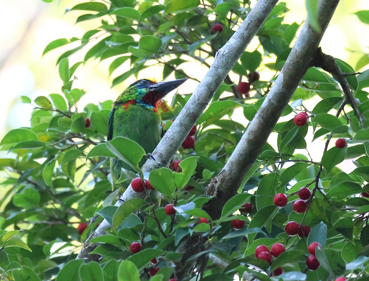 Red-throated Barbet - ML642156691