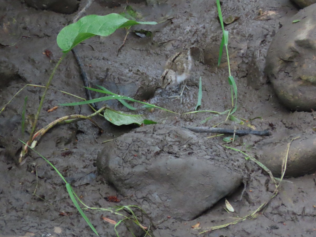 Common Sandpiper - ML642156694