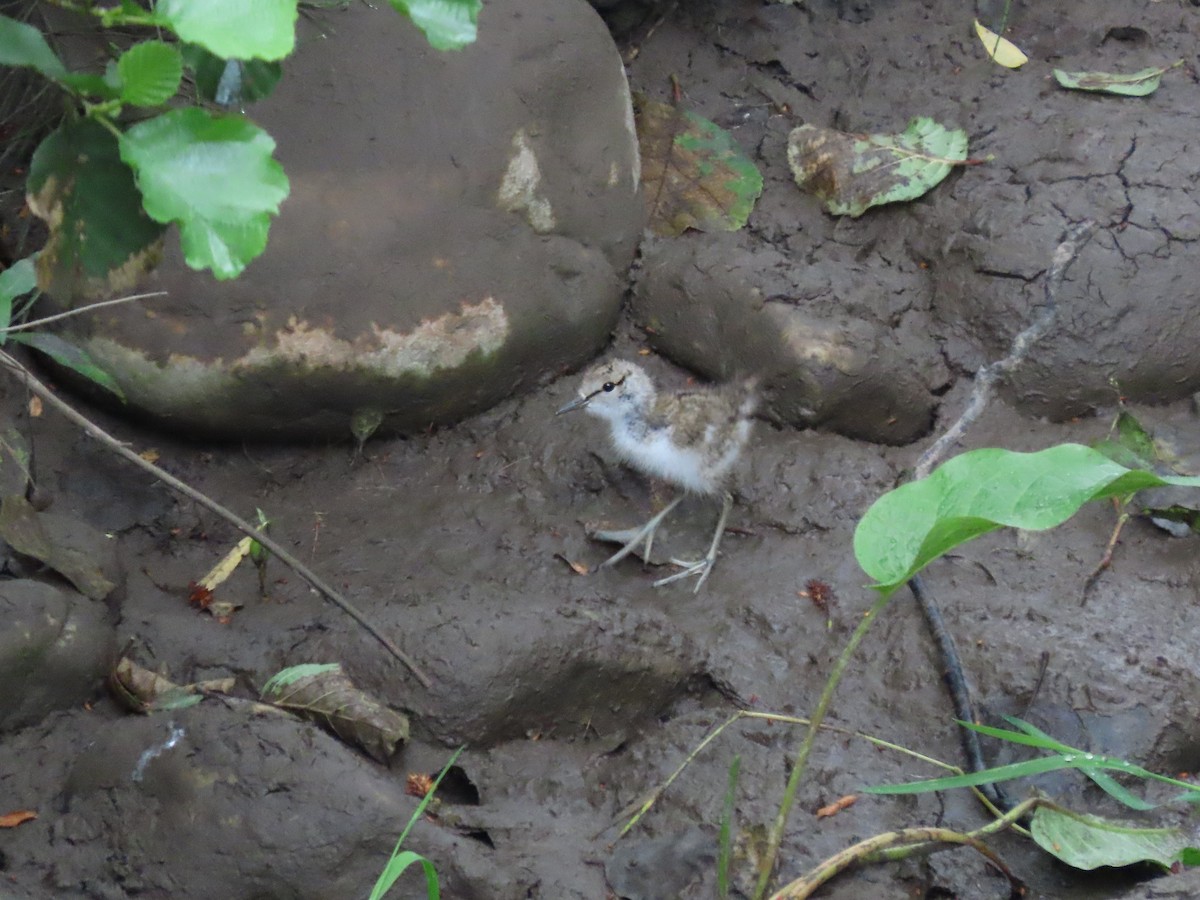 Common Sandpiper - ML642156698
