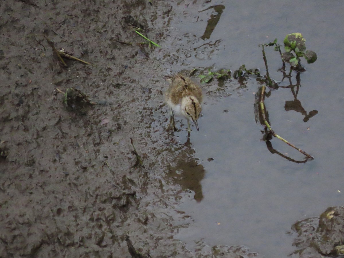 Common Sandpiper - ML642156708