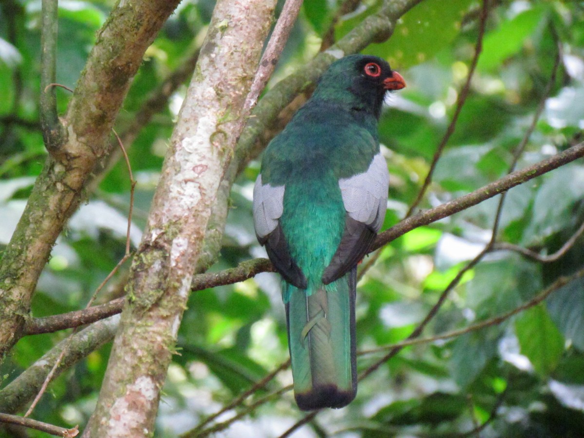 Slaty-tailed Trogon - ML642156710