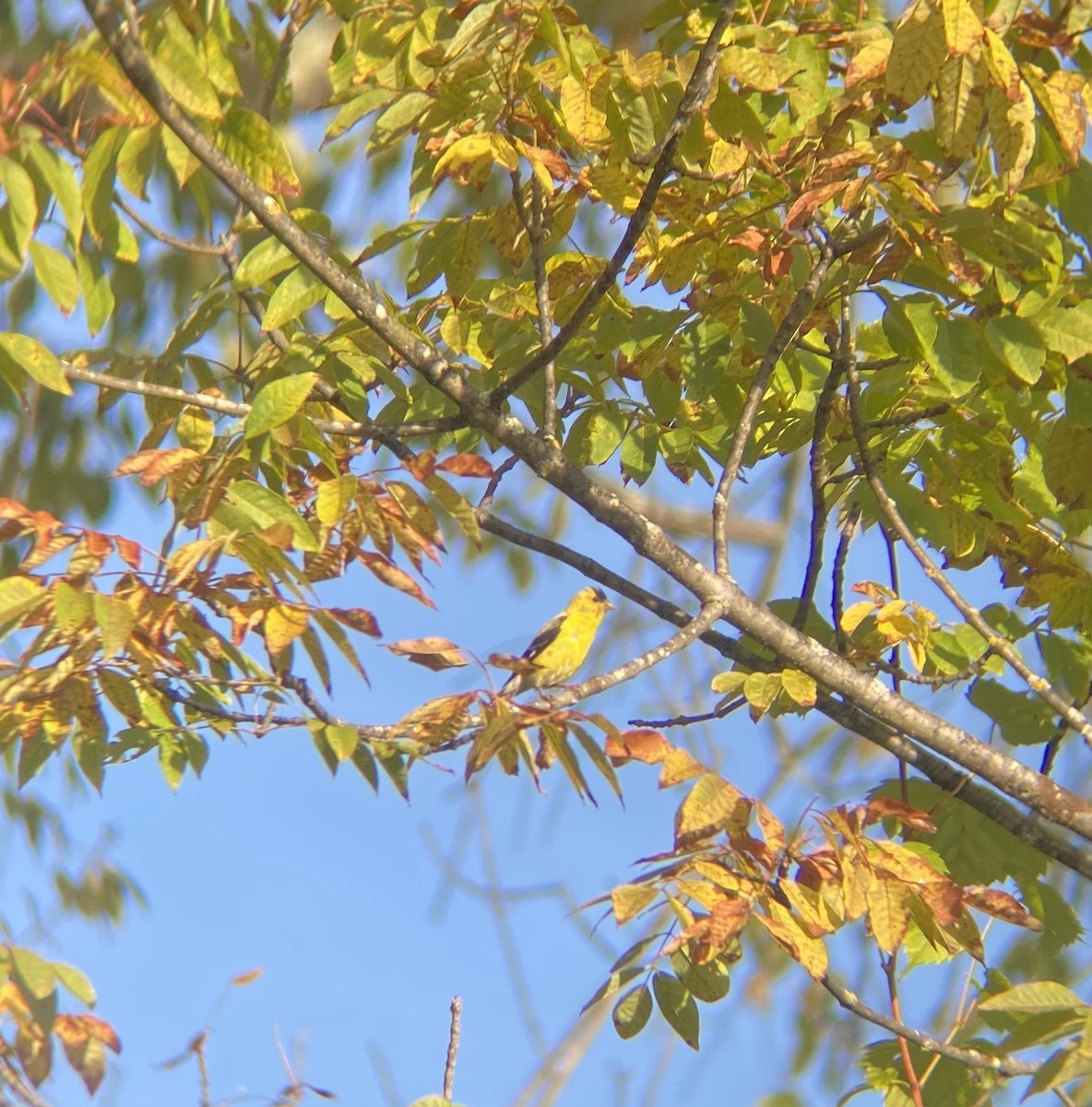 American Goldfinch - ML642156716