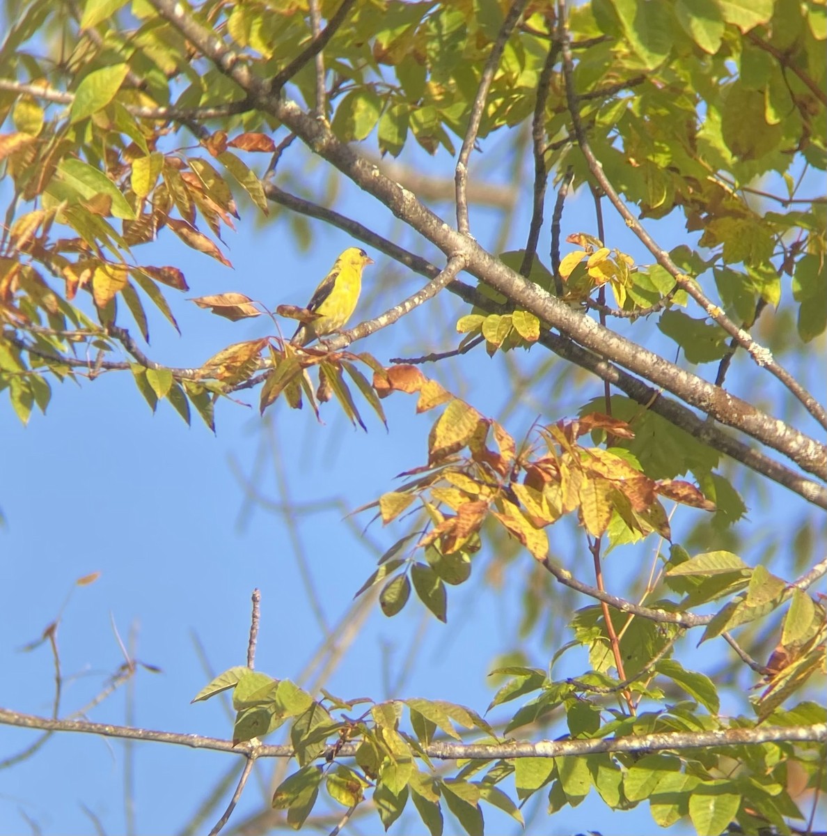 American Goldfinch - ML642156717