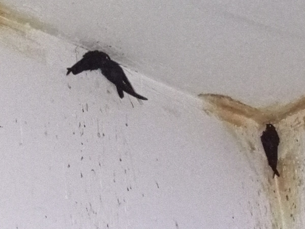 Plume-toed Swiftlet - ML642156719