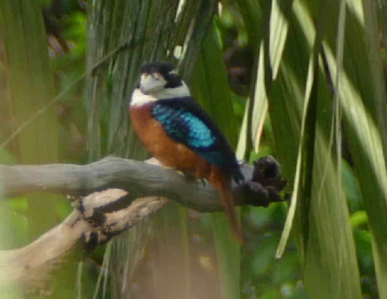 Rufous-bellied Kookaburra - ML642156720