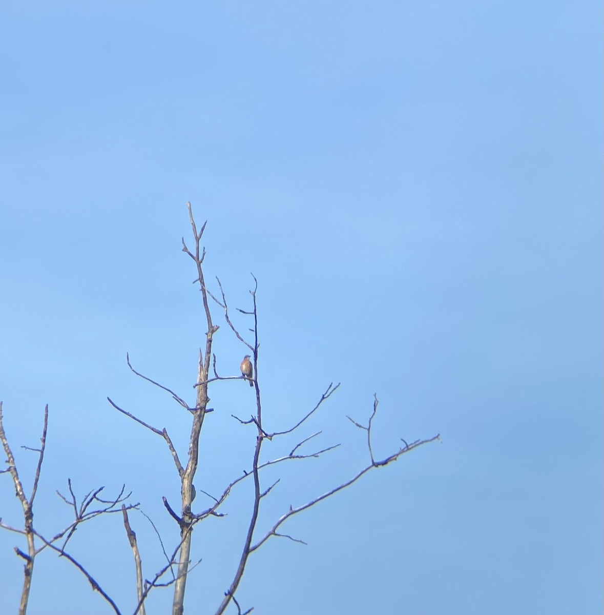 American Robin - ML642156725