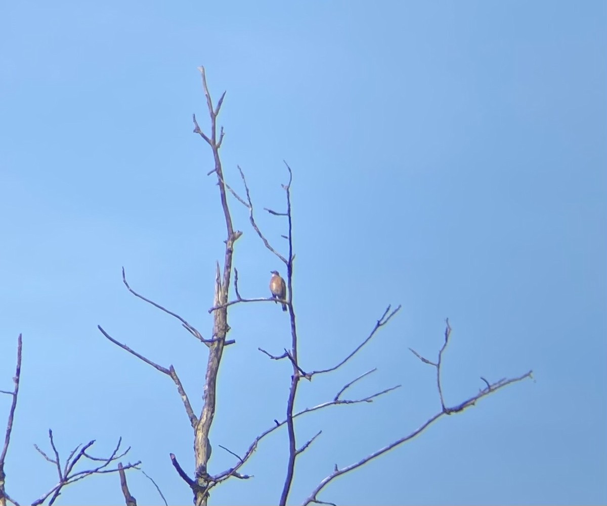 American Robin - ML642156726