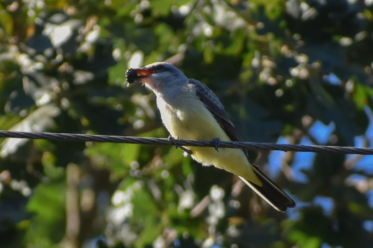 Western Kingbird - ML642156733