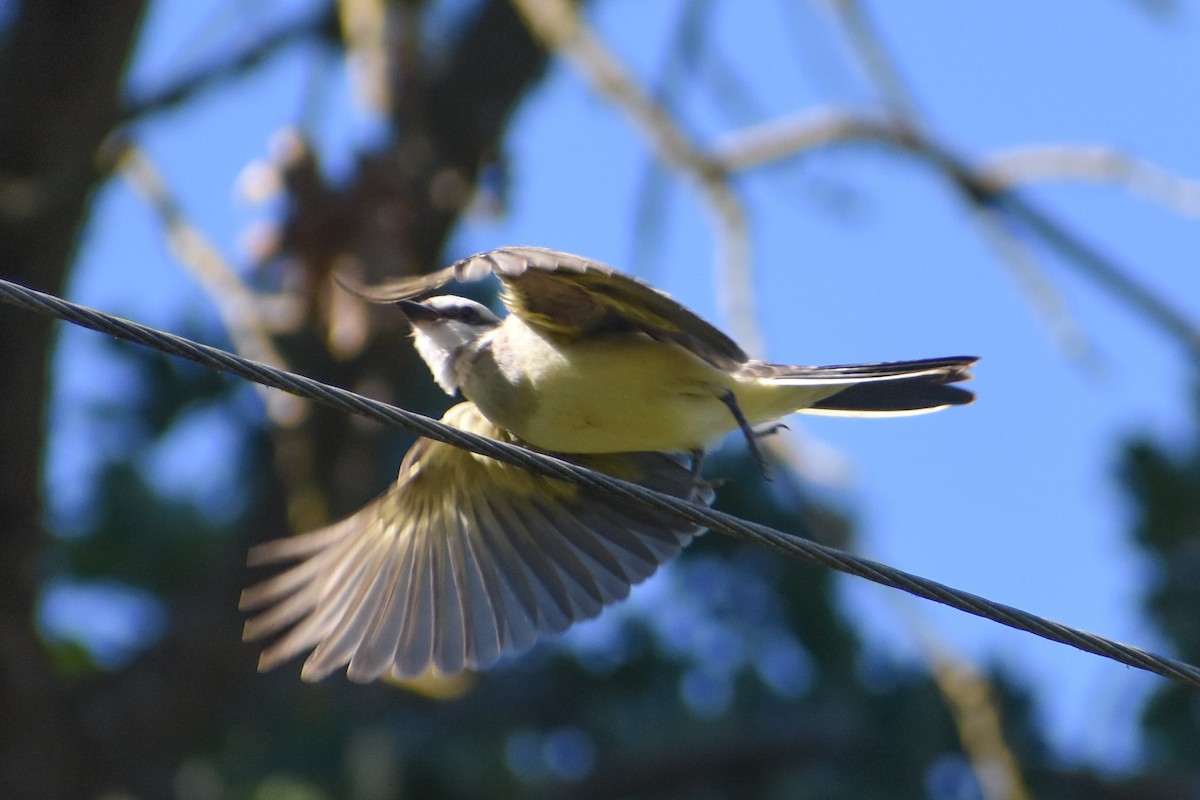 Western Kingbird - ML642156734