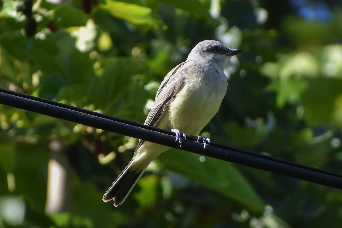 Western Kingbird - ML642156735