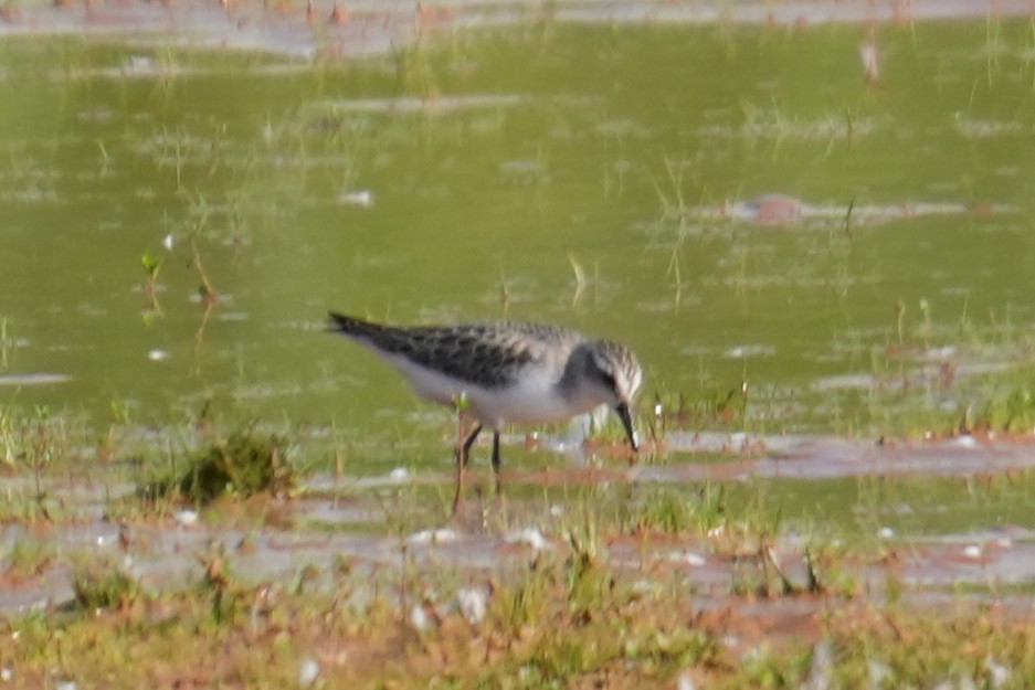 Semipalmated Sandpiper - ML642156736