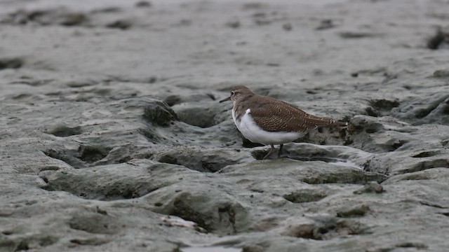 Common Sandpiper - ML642156784