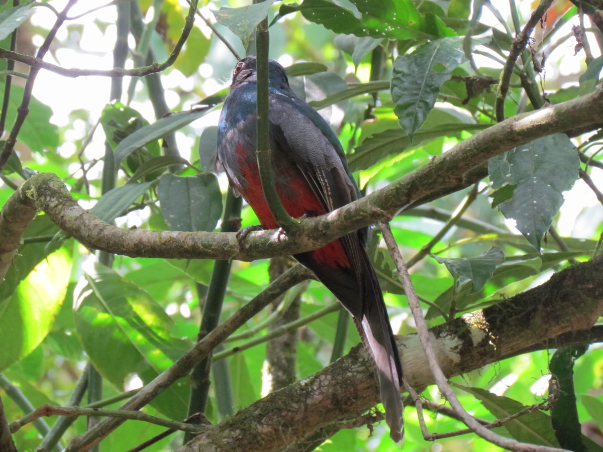 Slaty-tailed Trogon - ML642156792