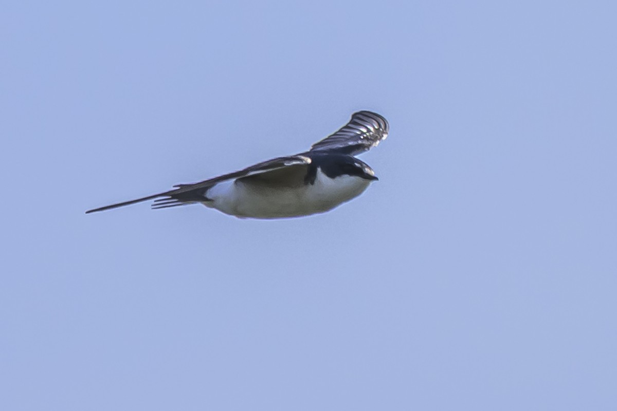 Weißbürzelschwalbe - ML642156799