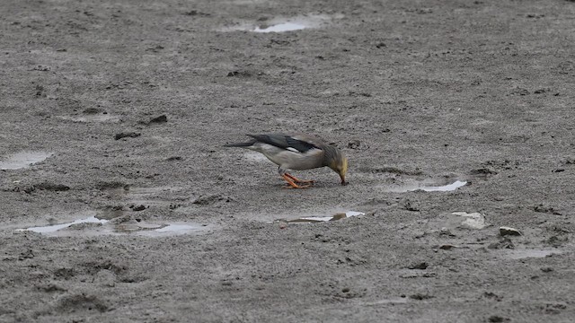 Red-billed Starling - ML642156807