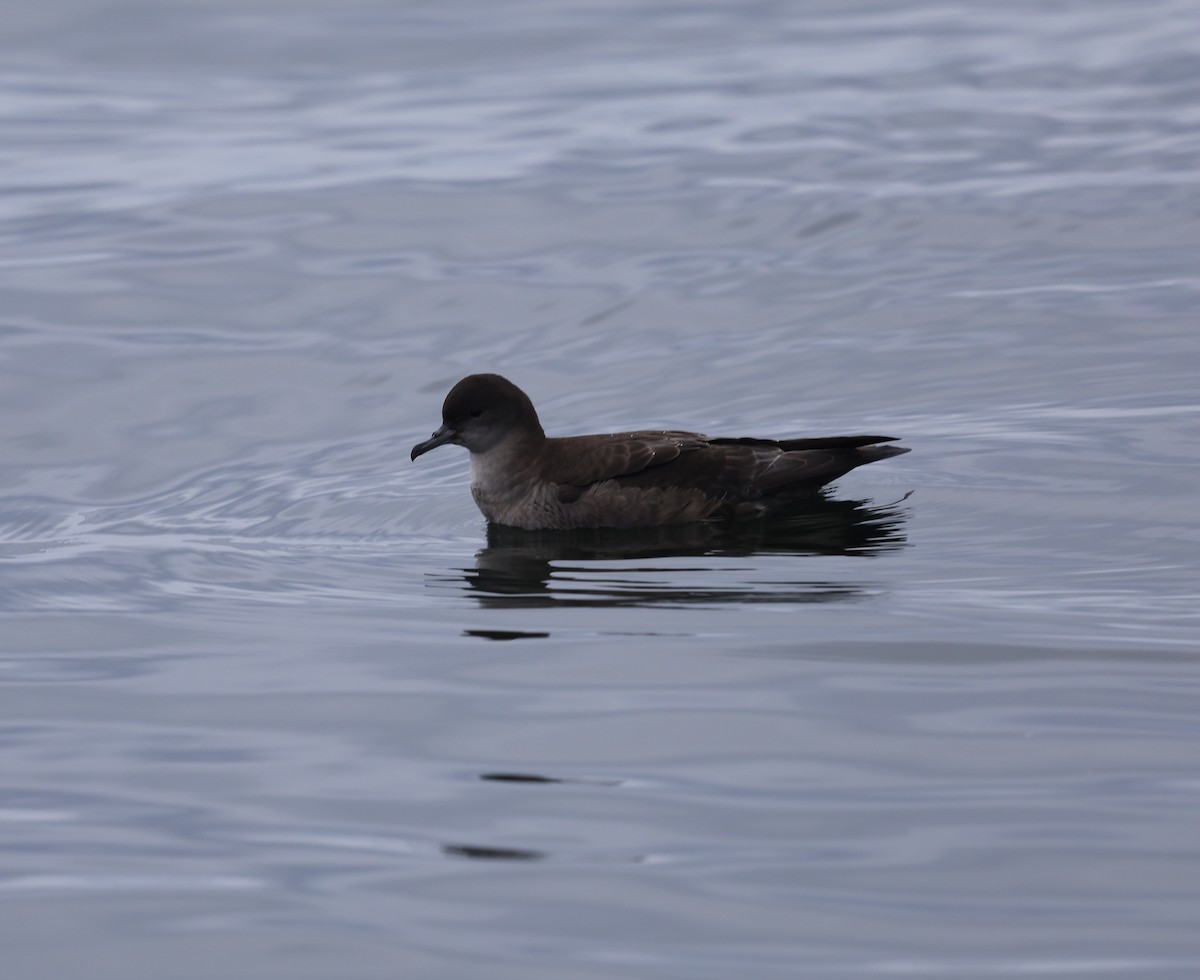 Short-tailed Shearwater - ML642156810