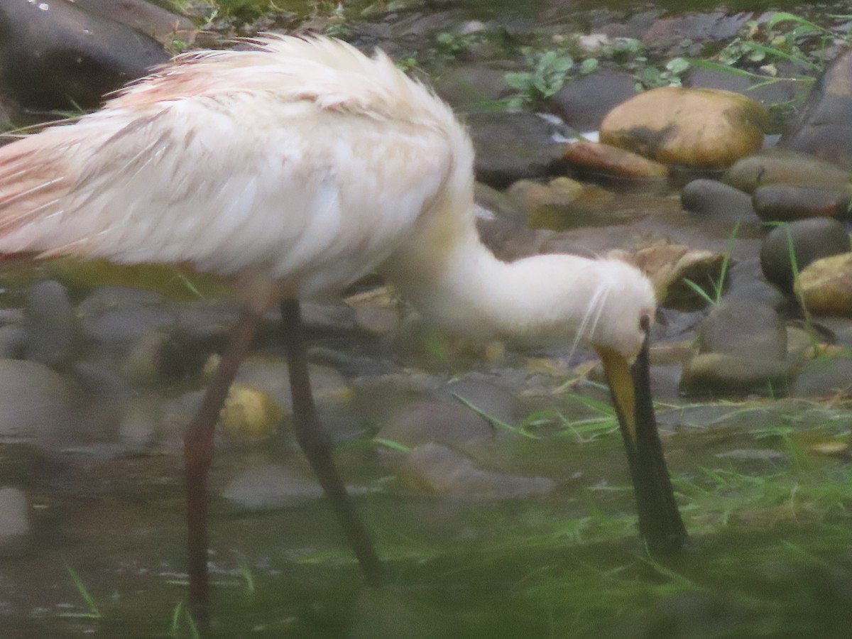 Eurasian Spoonbill - ML642156821