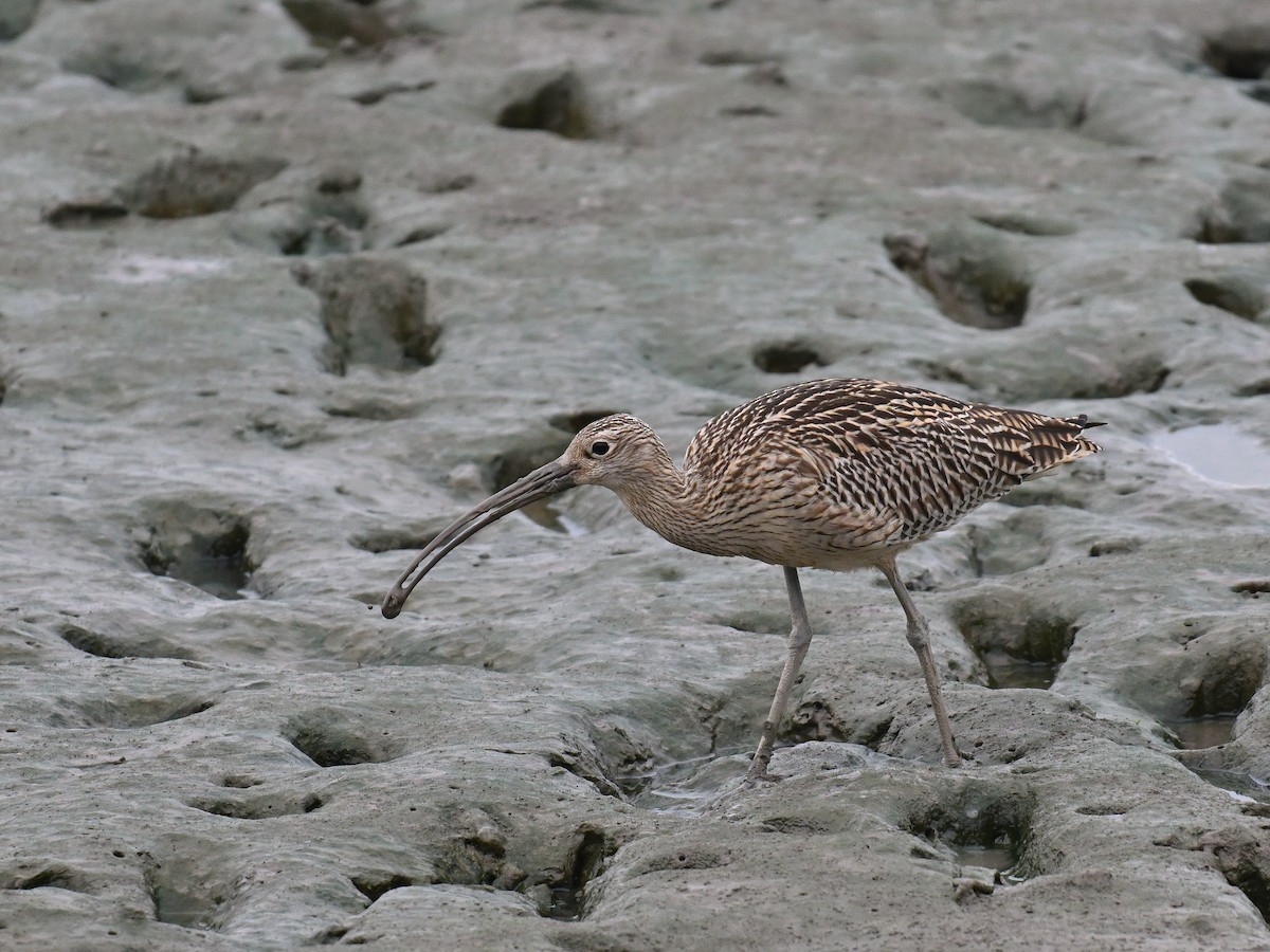 Far Eastern Curlew - Bo Zhi