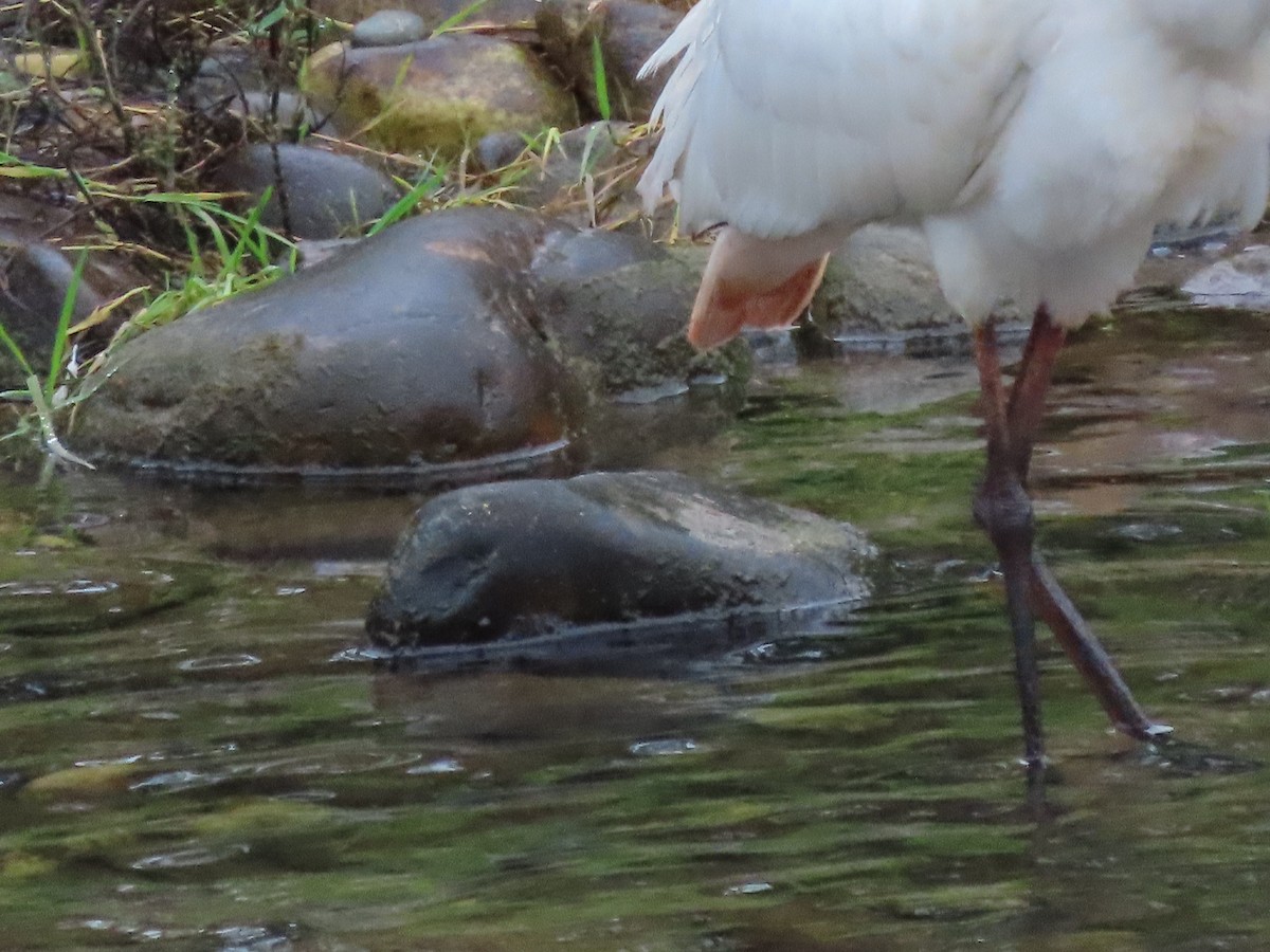 Eurasian Spoonbill - ML642156834