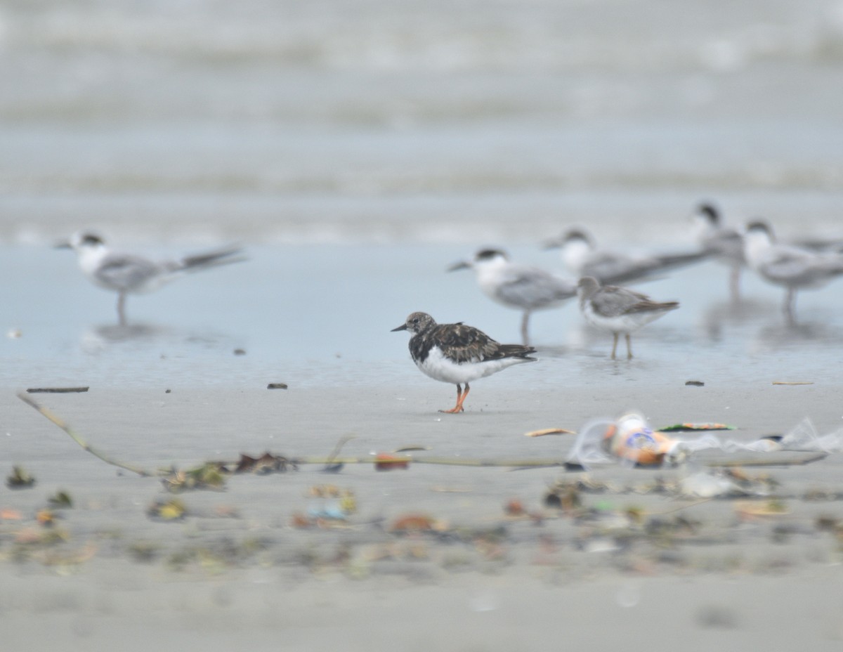 Ruddy Turnstone - ML642156841