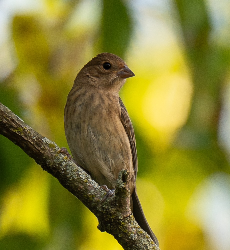 Indigo Bunting - Connie Galey