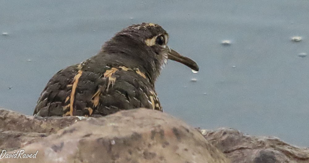 Greater Painted-Snipe - ML642156909