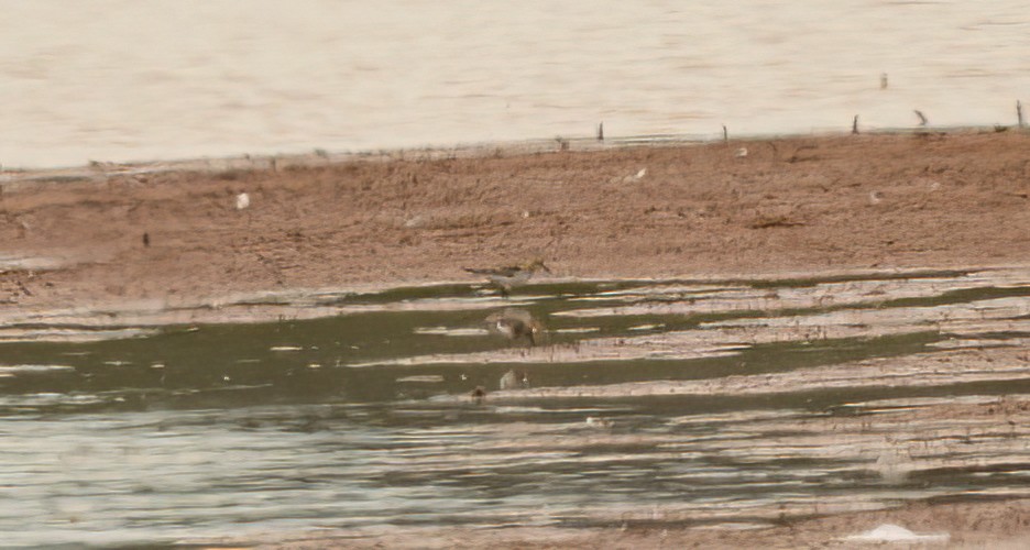 Bairdstrandläufer - ML642156914