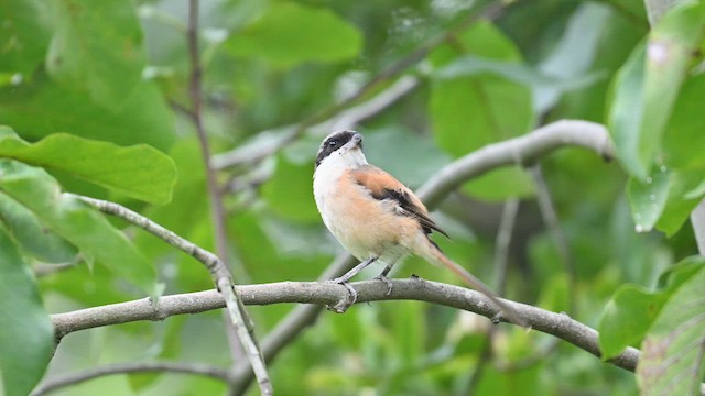 Long-tailed Shrike - ML642156915