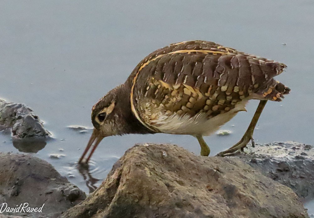 Greater Painted-Snipe - ML642156920