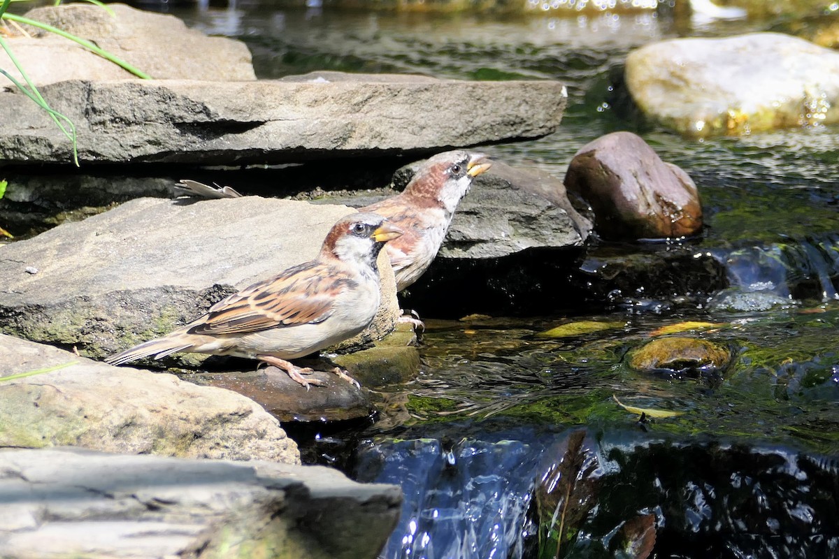 House Sparrow - ML642156922