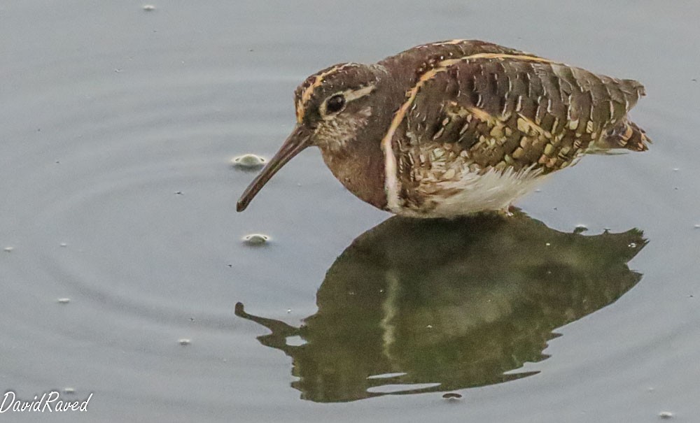 Greater Painted-Snipe - ML642156924