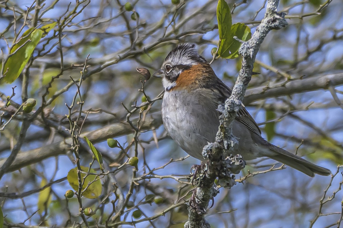 Rufous-collared Sparrow - ML642156935
