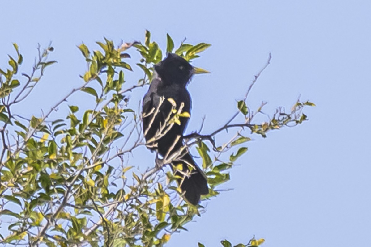 Solitary Black Cacique - ML642156939