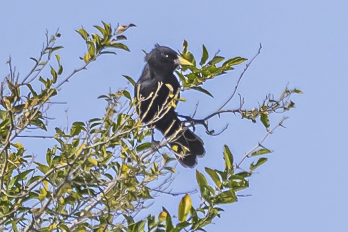 Solitary Black Cacique - ML642156940