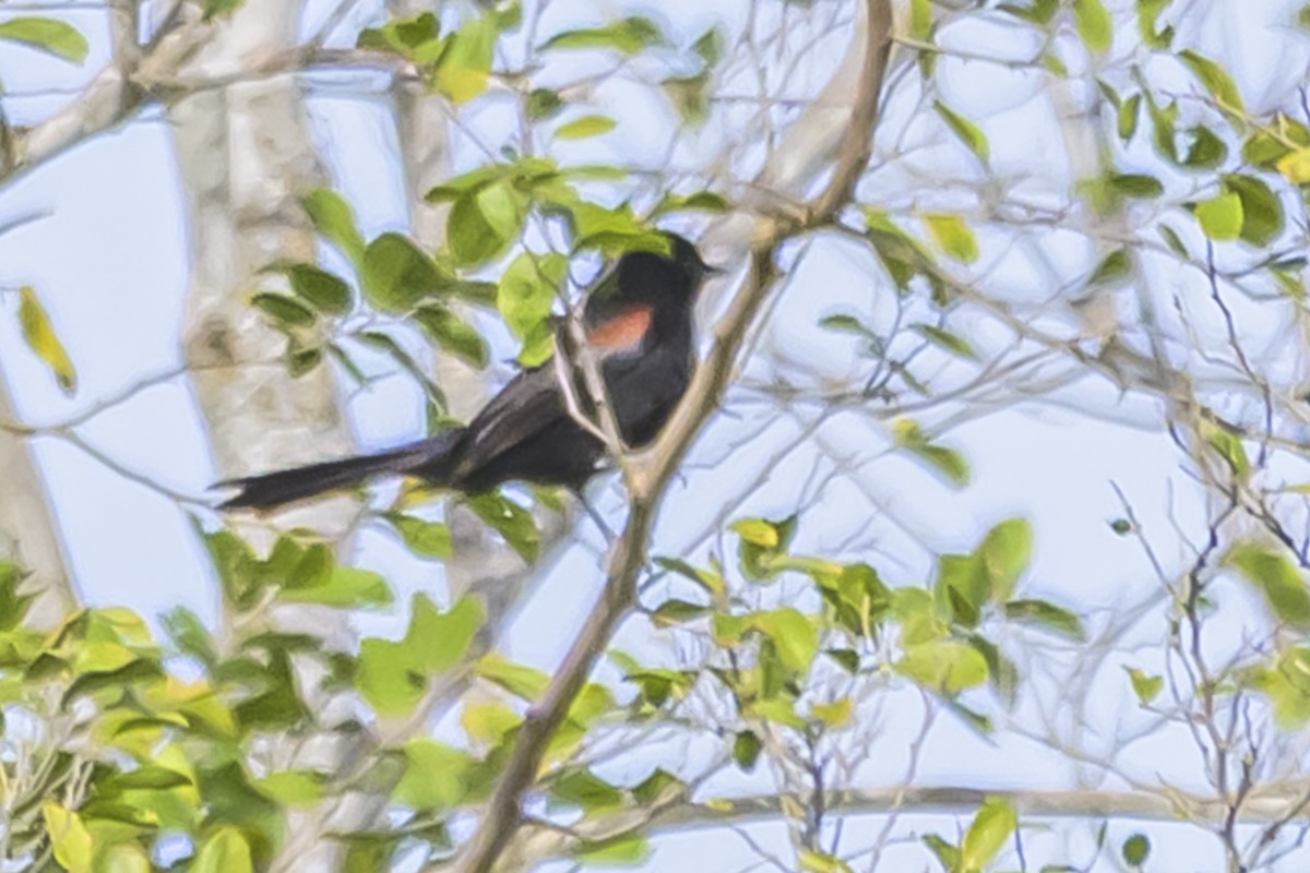 Variable Oriole - ML642156944