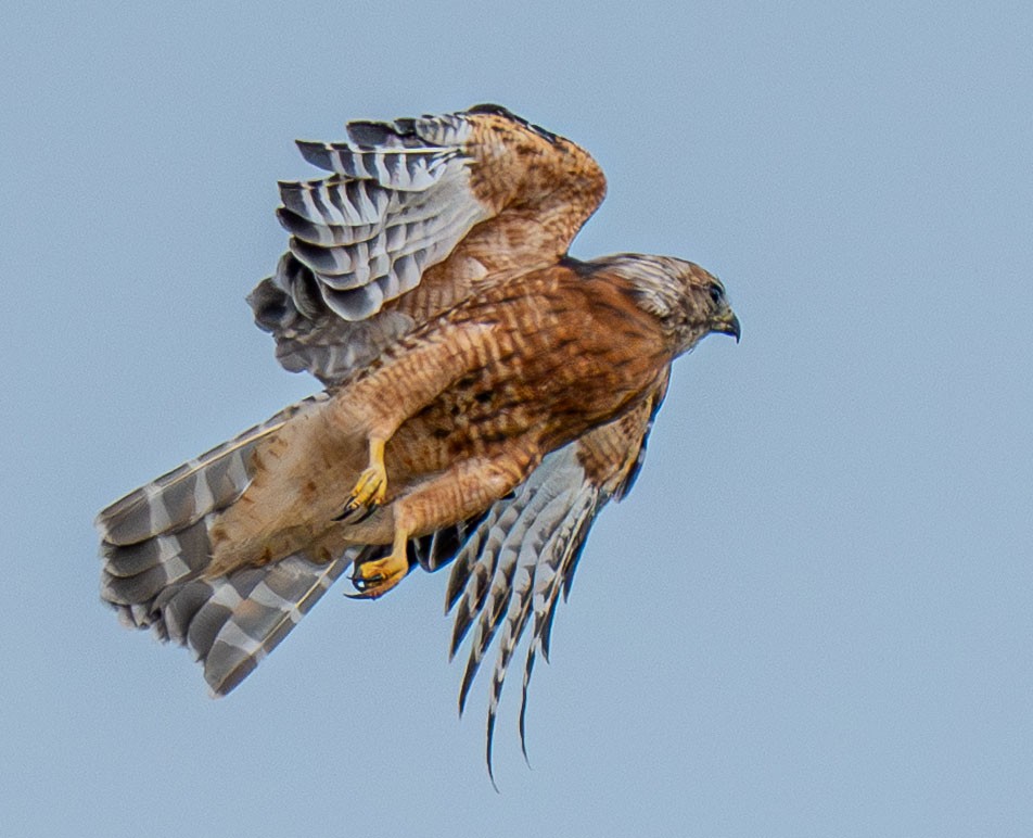 Red-shouldered Hawk - ML642156999