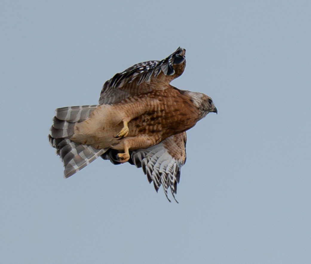 Red-shouldered Hawk - ML642157000