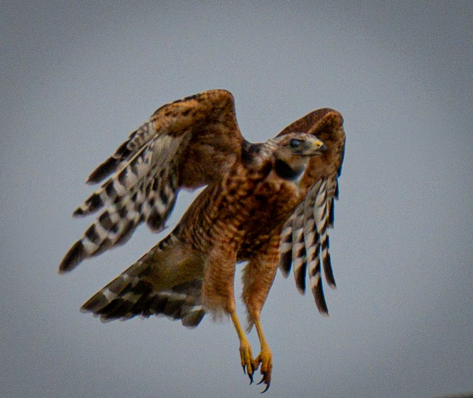 Red-shouldered Hawk - ML642157001