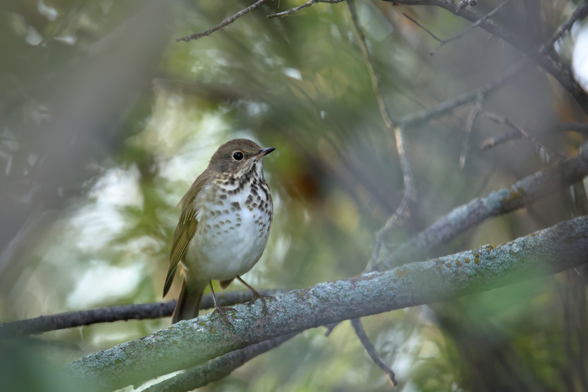 Hermit Thrush - ML642157013
