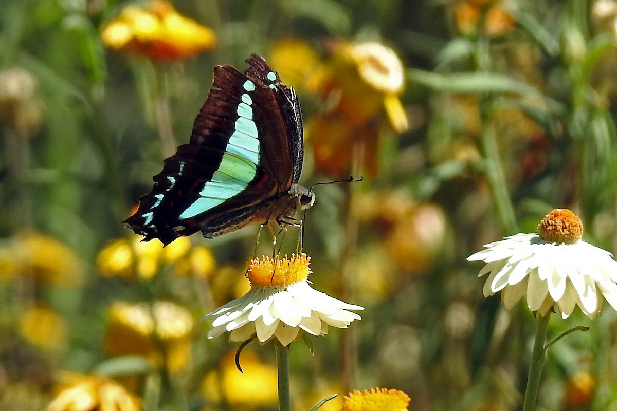 Blue Triangle Butterfly - Deb & Rod R
