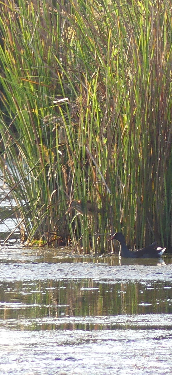 Least Bittern - ML642157036