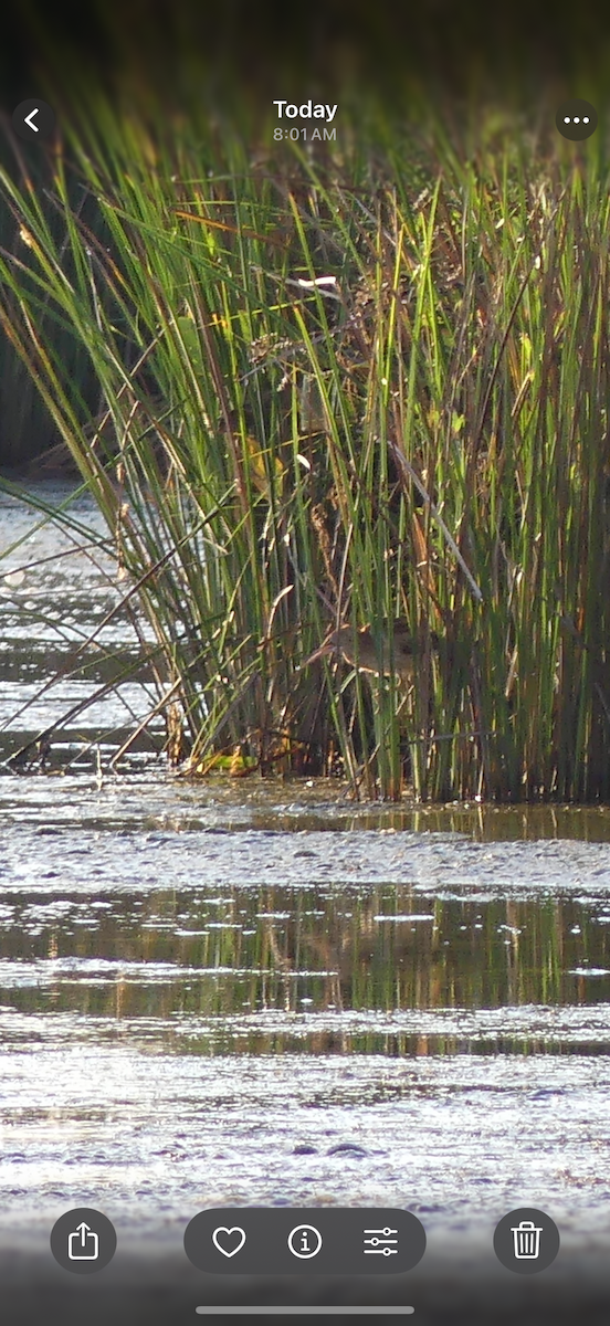 Least Bittern - ML642157037