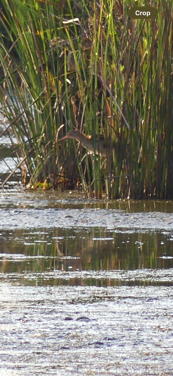 Least Bittern - ML642157039