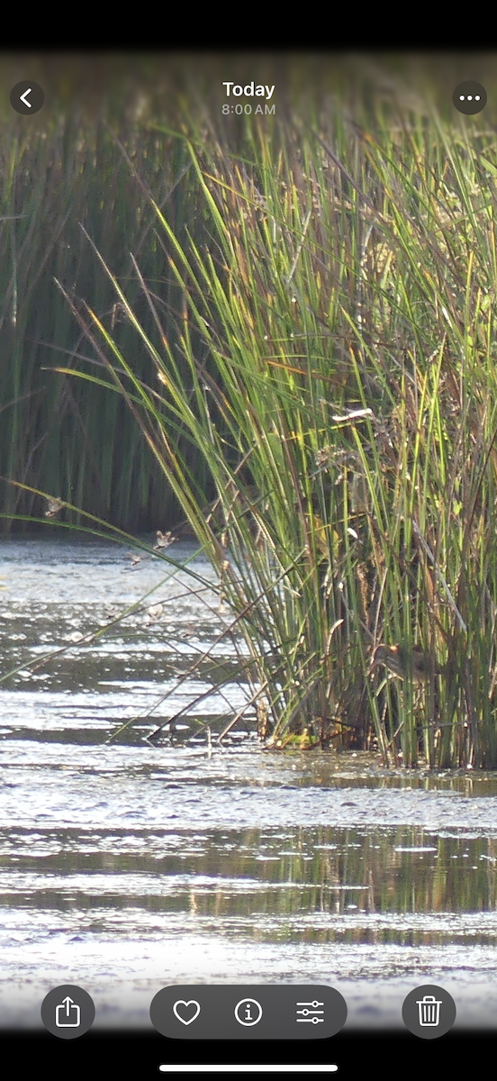 Least Bittern - ML642157040