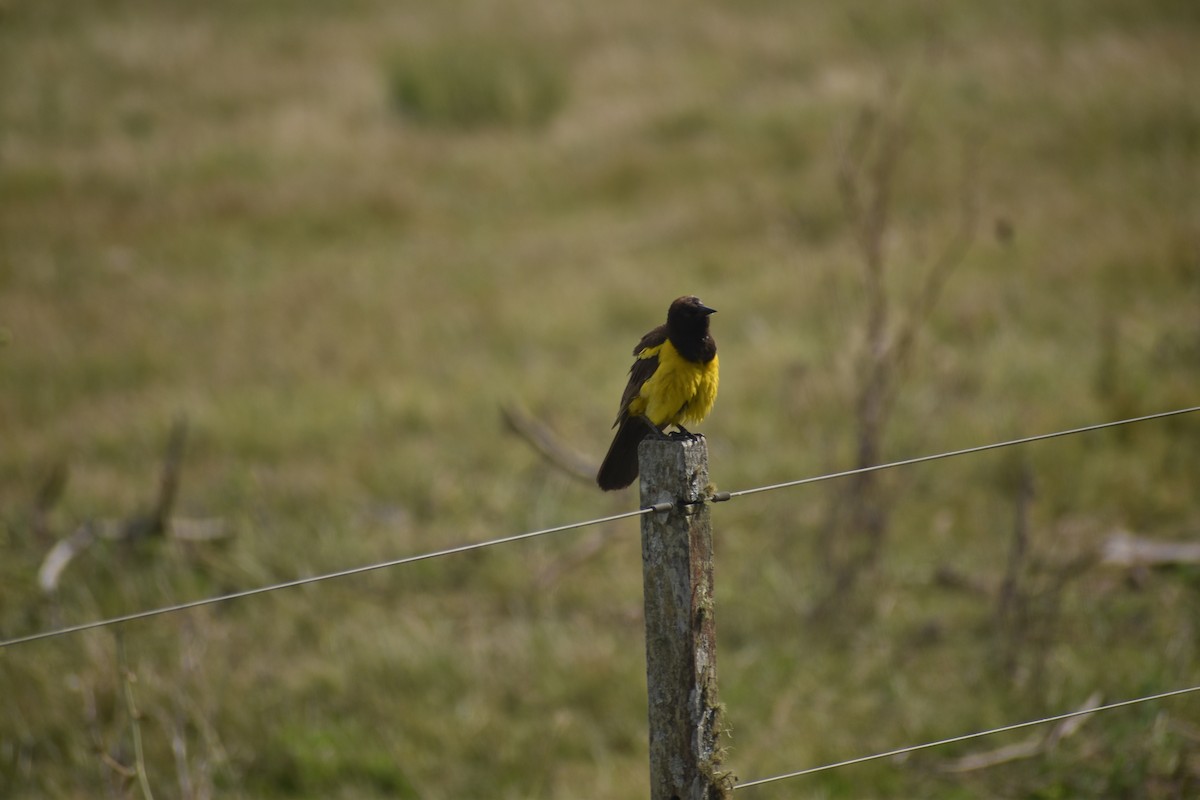 Yellow-rumped Marshbird - ML642157077